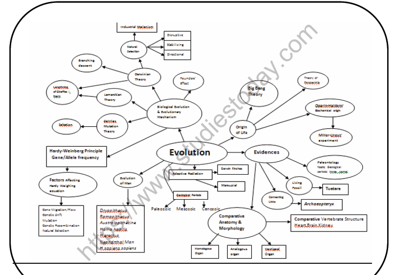 CBSE Class 12 Biology Evolution Mind Map