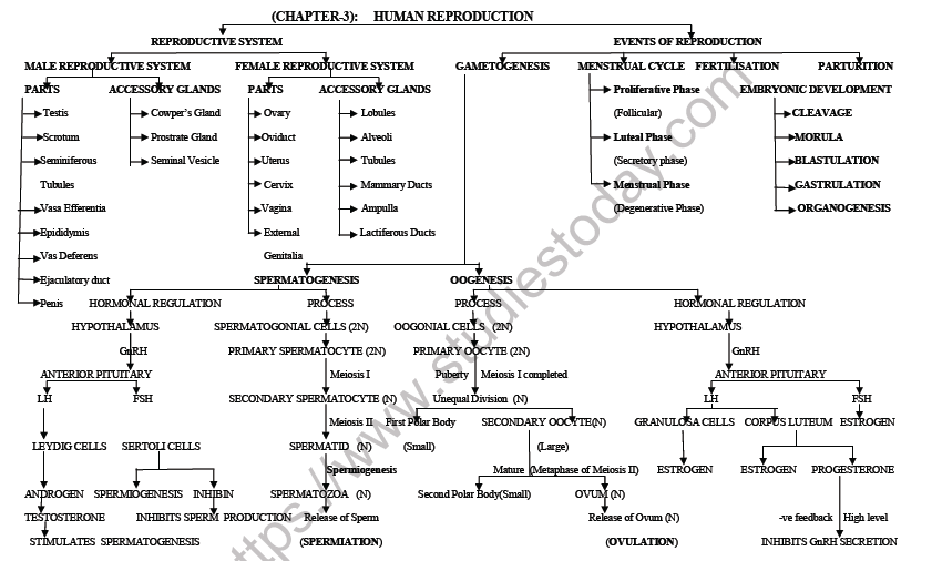 CBSE Class 12 Biology Human Reproduction Mind Map