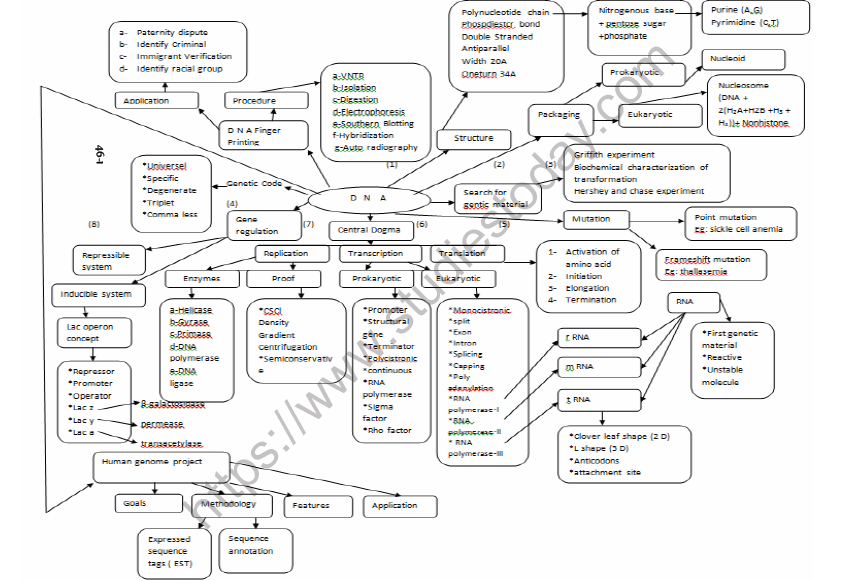 CBSE Class 12 Biology Molecular basis of inheritance Mind Map