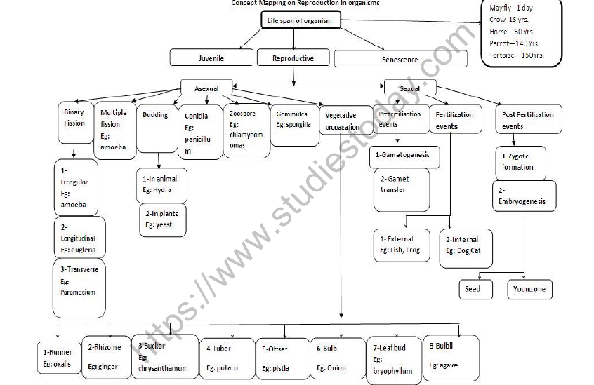 CBSE Class 12 Biology Reproduction in Organisms Mind Map