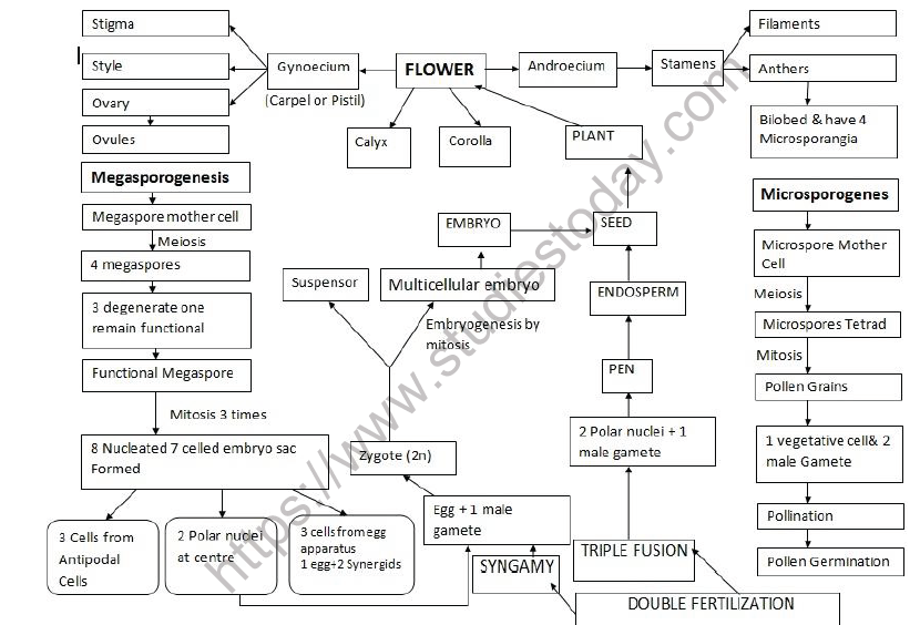 CBSE Class 12 Biology Sexual reproduction in flowering plants Mind Map
