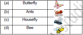 CBSE Class 2 English Storm in the Garden Worksheet Set A-2