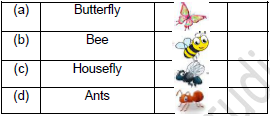 CBSE Class 2 English Storm in the Garden Worksheet Set B