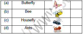 CBSE Class 2 English Storm in the Garden Worksheet Set C-2