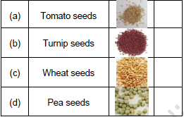 CBSE Class 3 English The Enormous Turnip Worksheet Set A1