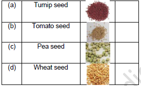 CBSE Class 3 English The Enormous Turnip Worksheet Set D1