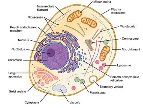 Class 9 Science Cell