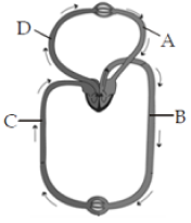 NEET Bilology-5