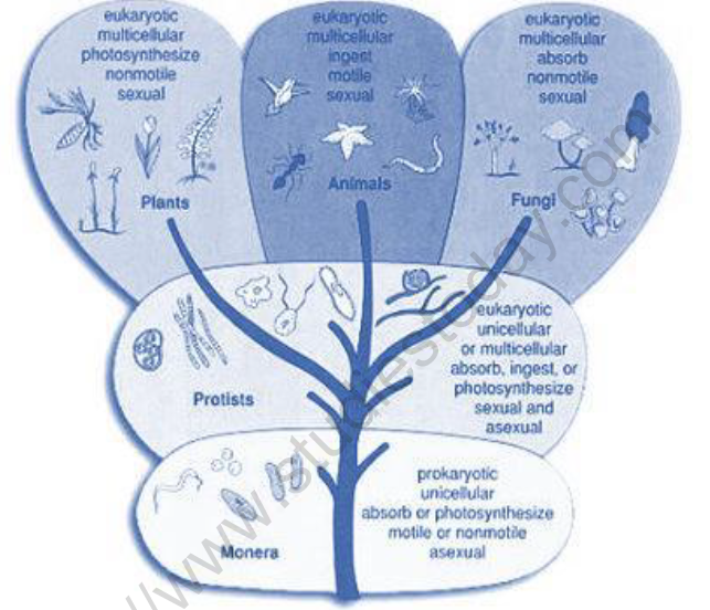 NEET Biology Animal Kingdom Revision Notes