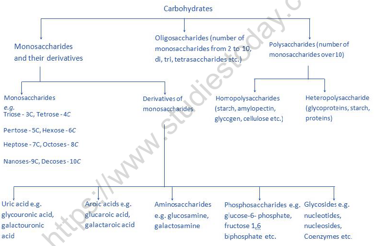 NEET Biology Biomolecules Revision Notes