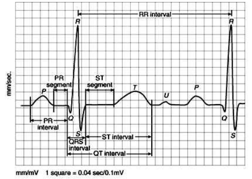 NEET Biology Body Fluids and Circulation Chapter Notes-10