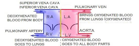 NEET Biology Body Fluids and Circulation Chapter Notes-11