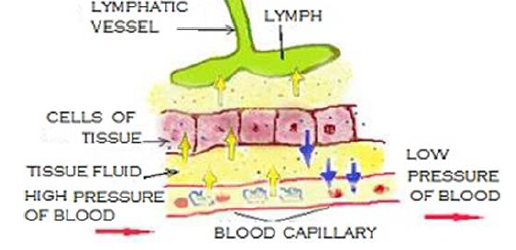 NEET Biology Body Fluids and Circulation Chapter Notes-13