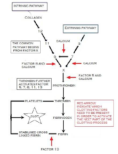 NEET Biology Body Fluids and Circulation Chapter Notes-2