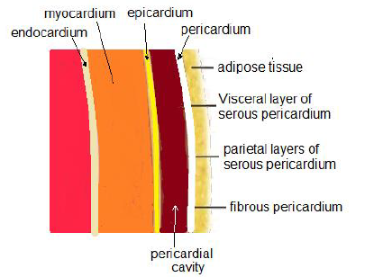 NEET Biology Body Fluids and Circulation Chapter Notes-4