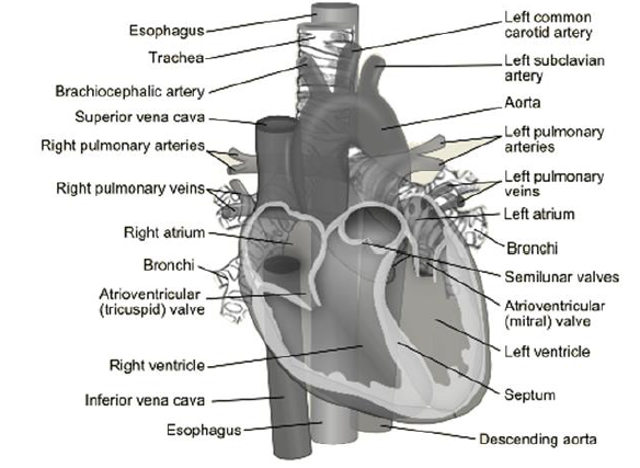 NEET Biology Body Fluids and Circulation Chapter Notes-5