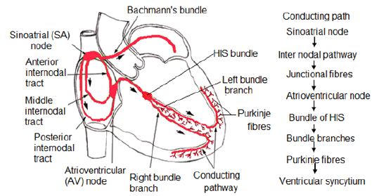 NEET Biology Body Fluids and Circulation Chapter Notes-6