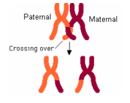 NEET Biology Cell Division Notes-11