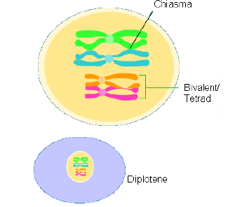 NEET Biology Cell Division Chapter Notes