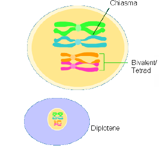 NEET Biology Cell Division Notes-12