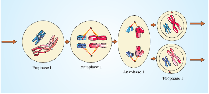 NEET Biology Cell Division Notes-13