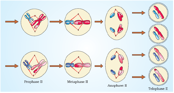 NEET Biology Cell Division Notes-14