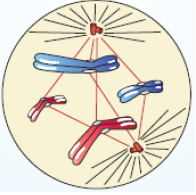 NEET Biology Cell Division Notes-3