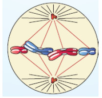 NEET Biology Cell Division Notes-4