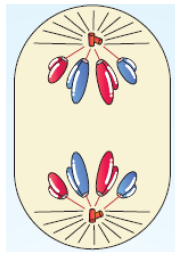 NEET Biology Cell Division Notes-6