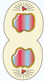 NEET Biology Cell Division Notes-7