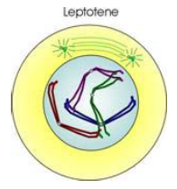 NEET Biology Cell Division Notes-9