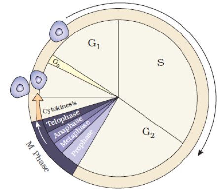 NEET Biology Cell Division Notes