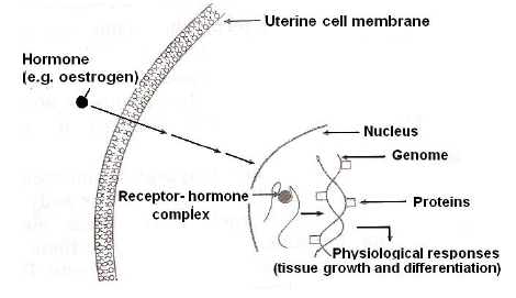 NEET Biology Chemical Coordination and Integration Chapter Notes-2