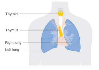 NEET Biology Chemical Coordination and Integration Chapter Notes-5