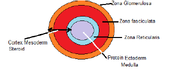 NEET Biology Chemical Coordination and Integration Chapter Notes-6