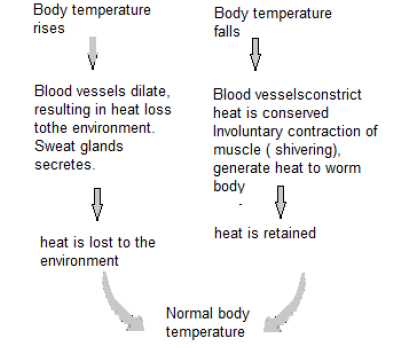 NEET Biology Chemical Coordination and Integration Chapter Notes