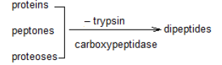 NEET Biology Digestion and Absorption Chapter Notes-11