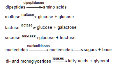 NEET Biology Digestion and Absorption Chapter Notes-15