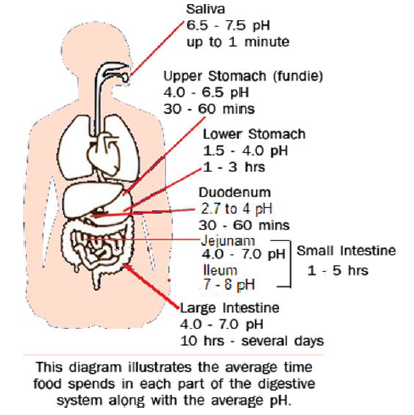 NEET Biology Digestion and Absorption Chapter Notes-16