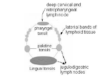 NEET Biology Digestion and Absorption Chapter Notes-5