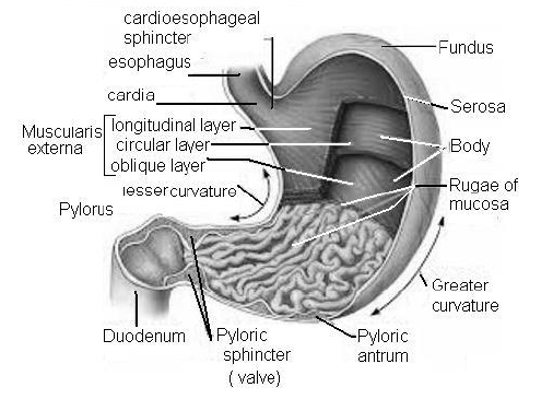 NEET Biology Digestion and Absorption Chapter Notes-6