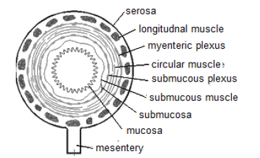 NEET Biology Digestion and Absorption Chapter Notes-7