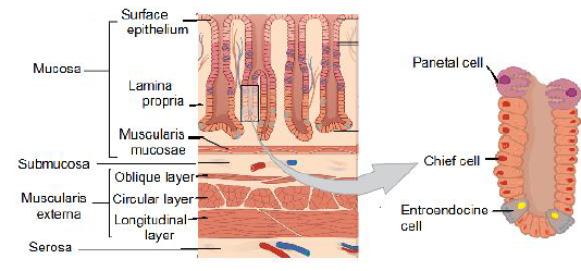 NEET Biology Digestion and Absorption Chapter Notes-9