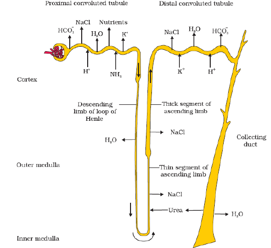 NEET Biology Excretory Product and their Elimination Chapter Notes-1