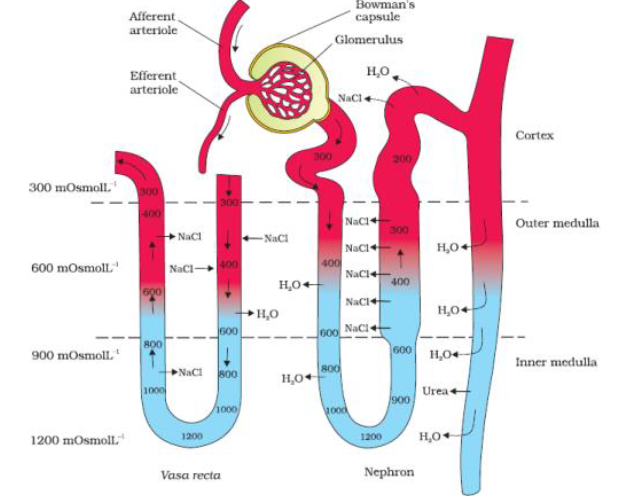 NEET Biology Excretory Product and their Elimination Chapter Notes-2