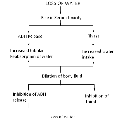 NEET Biology Excretory Product and their Elimination Chapter Notes-3