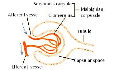 NEET Biology Excretory Product and their Elimination Chapter Notes