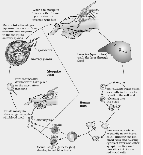 NEET Biology Human Health Disease Chapter Notes