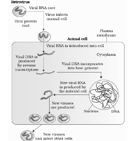 NEET Biology Human Health Immunity Chapter Notes-1