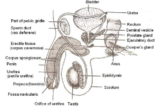 NEET Biology Human Reproduction and Embryonic Development Chapter Notes-1